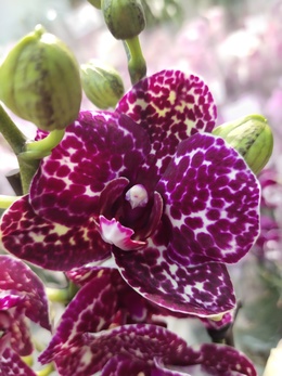 Орхидея фаленопсис «Дикий кот» легко приручается!